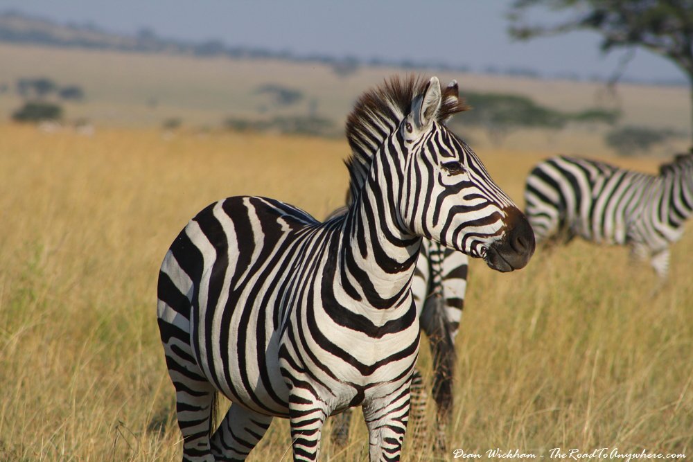 Serengeti National Parks Safari Tours