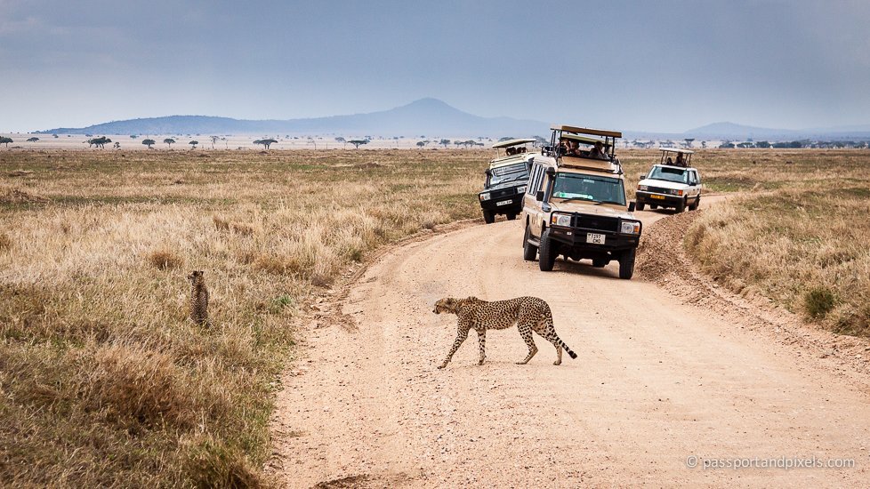 Luxury Tanzania Safari Tours