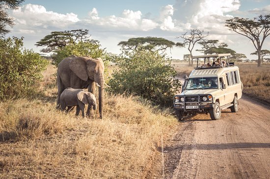 Tanzania national park and game reserves