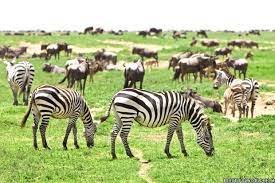 Tanzania National Park Tour Packages