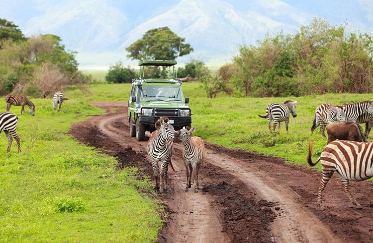 Best luxury Tanzania safari tours
