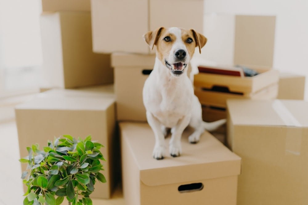 Affordable pet relocation services
