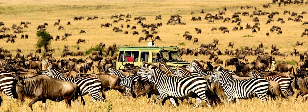 Wildlife in Serengeti safari park Tanzania