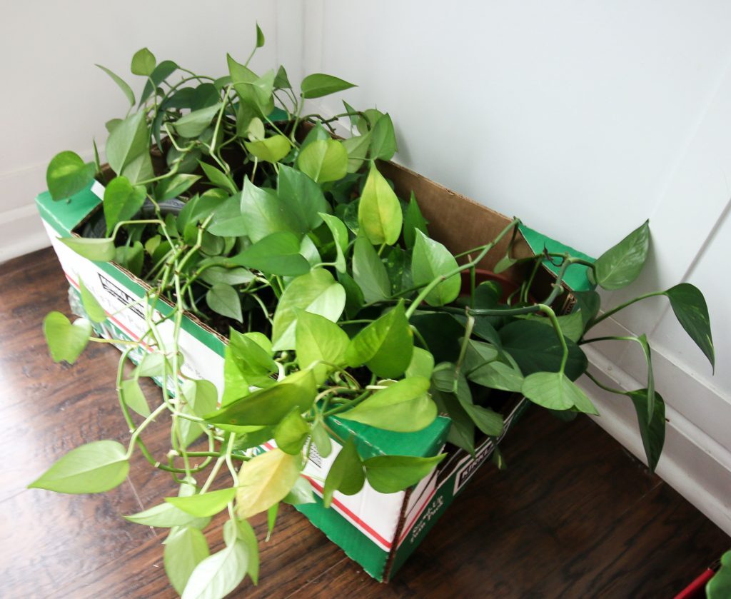 Prepare Large Potted Plants For House Move