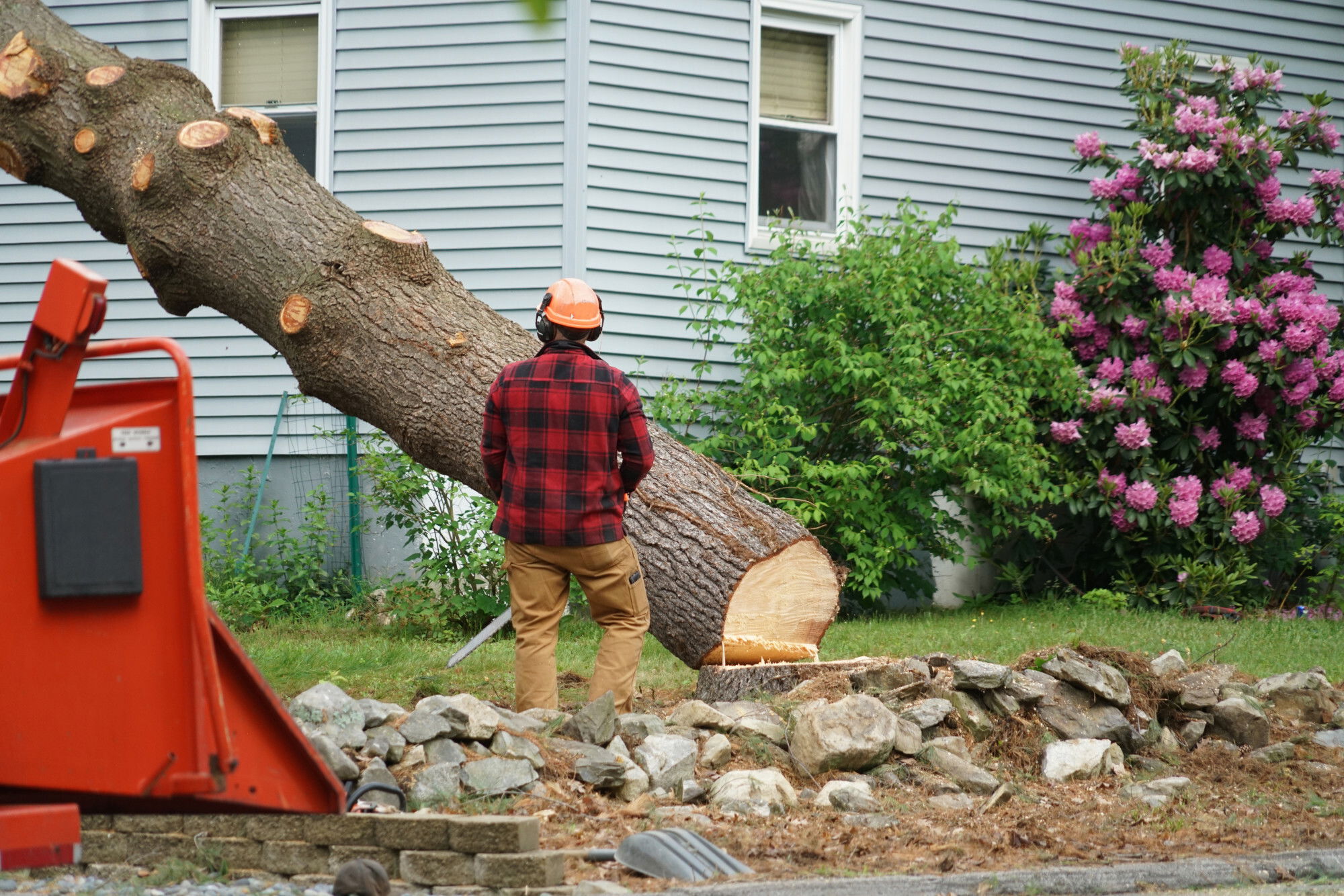 what-does-a-tree-cutter-do-tree-cutters