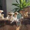 best substrate for mushroom growing
