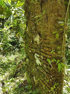 La imagen puede contener: planta, árbol, exterior y naturaleza