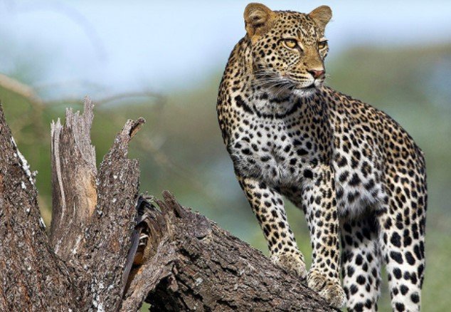 Wildlife Photo Kenya
