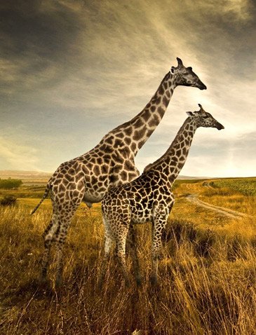 African Safari Packages From England