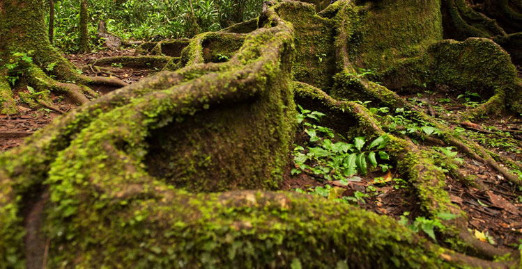 Kakamega Forest National Reserve