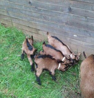 Best Milk Producing Goats