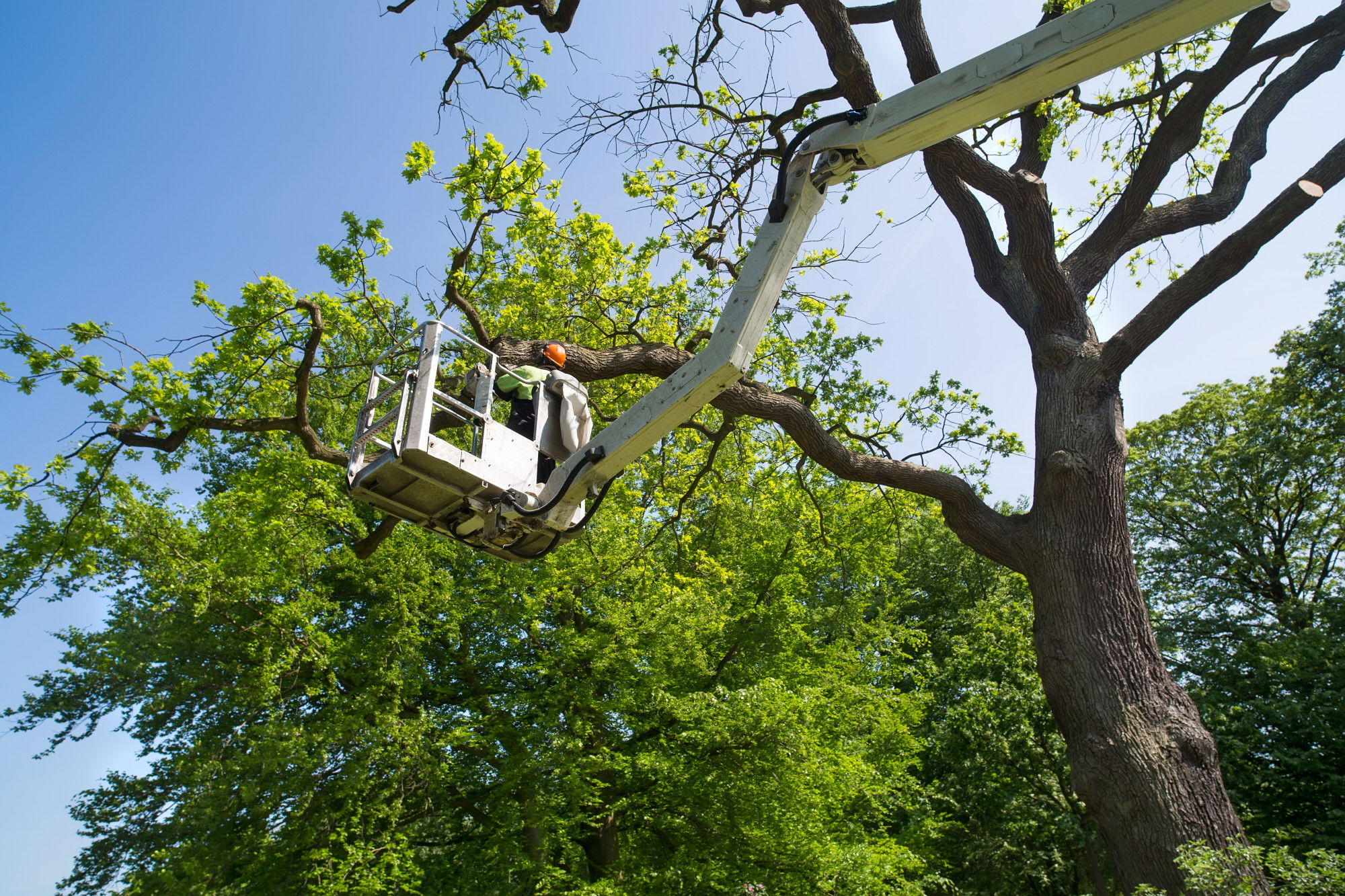 Tree Removal Boca Raton