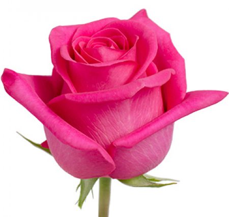 Buy Wooden Roses Online