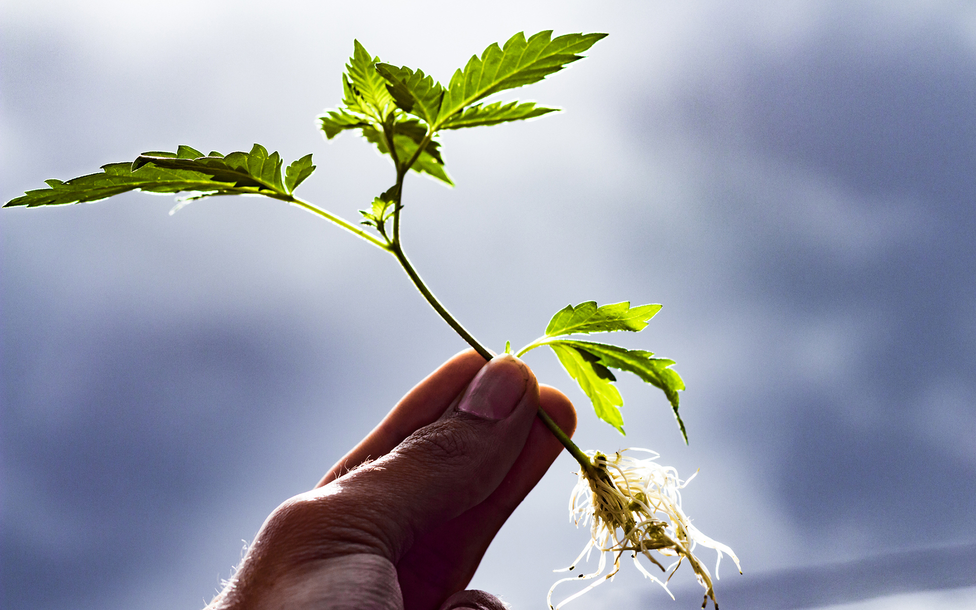 Cannabis Clones
