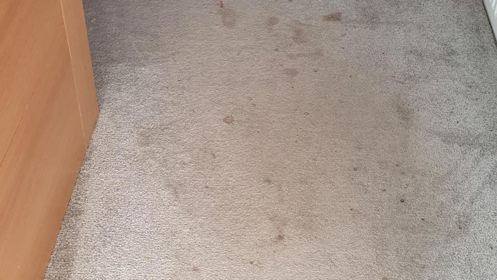 Carpet Steam Cleaning