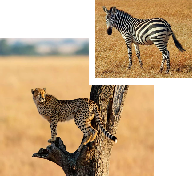 Kenya Wildlife Safari Tour
