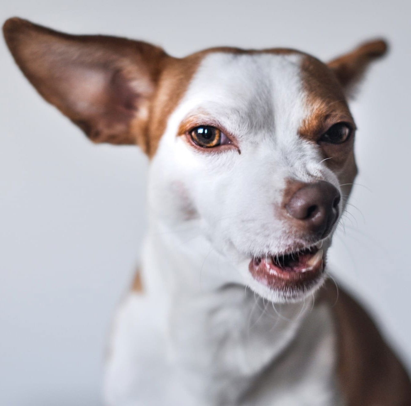 A small dog of white with patch of tan over its eye, its mouth slightly open and one eye squinting, giving it a strong appearance of saying something that communicates disapproval.