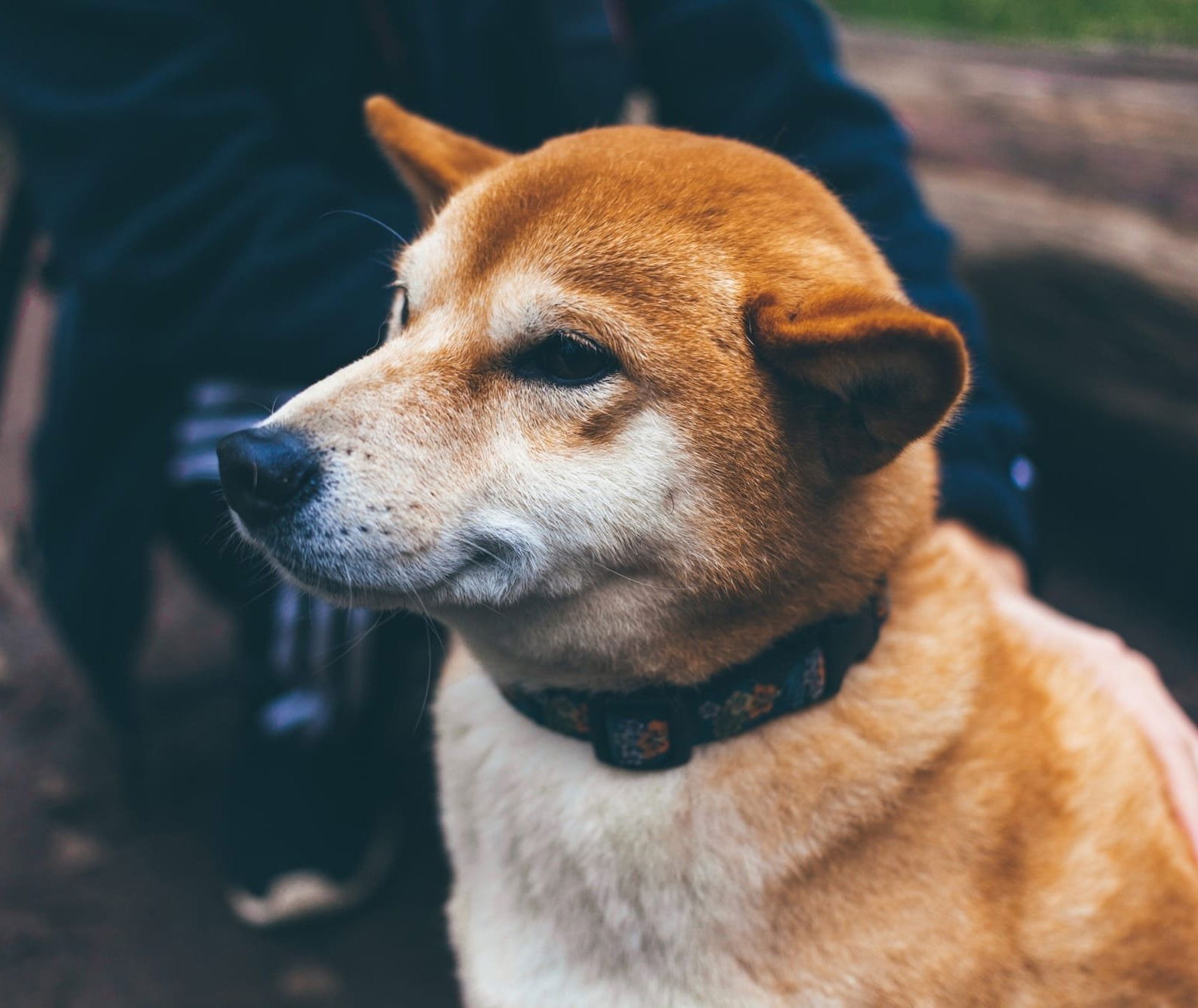 A medium-sized, fluffy, tan dog with white snout and chest with ears flattened, half-lidded eyes, and a pursed smile, looking unimpressed.