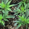 Cannabis Chronicles | Washington State Cannabis/Marijuana News
