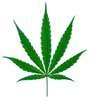 Free the Tree | Marijuana Indoor Growing 