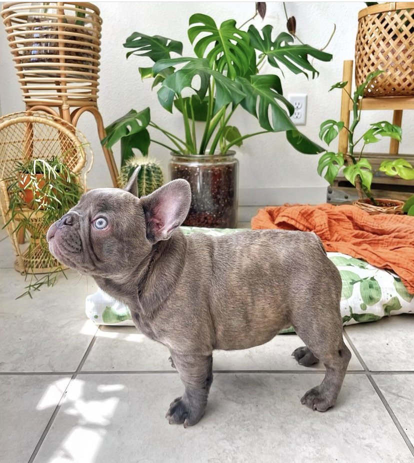  french bulldog merle for sale ,merle french bulldogs for sale ,blue merle french bulldog for sale