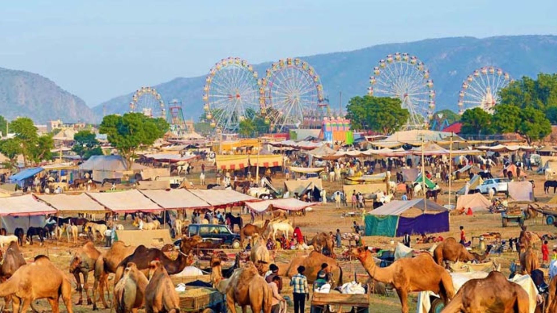 Traditional Camel Trade