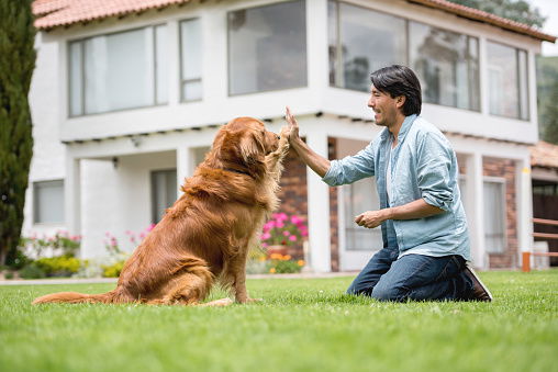 tricks-for-dog-training-train-dogs