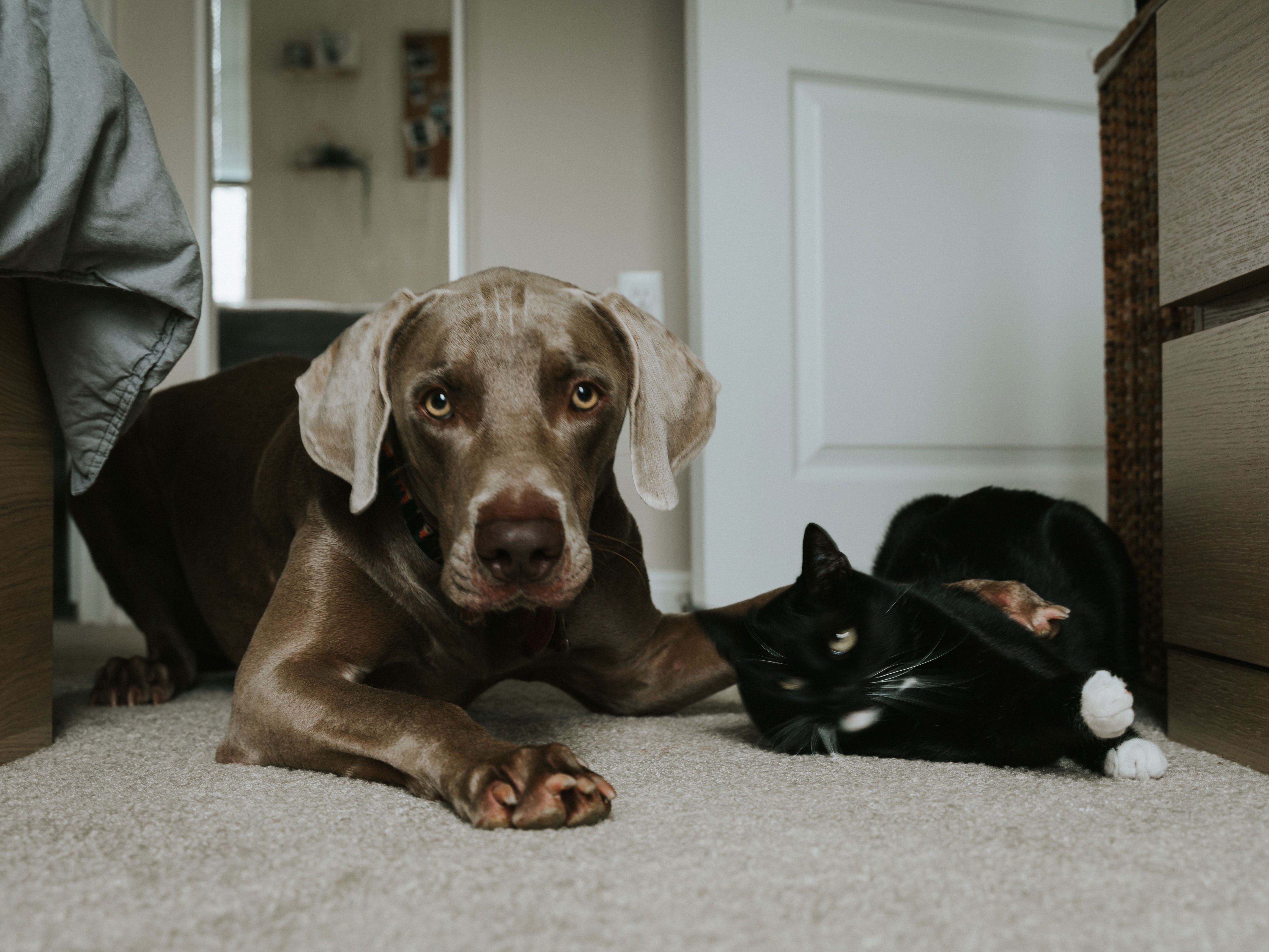 Créer un espace confortable pour votre chien