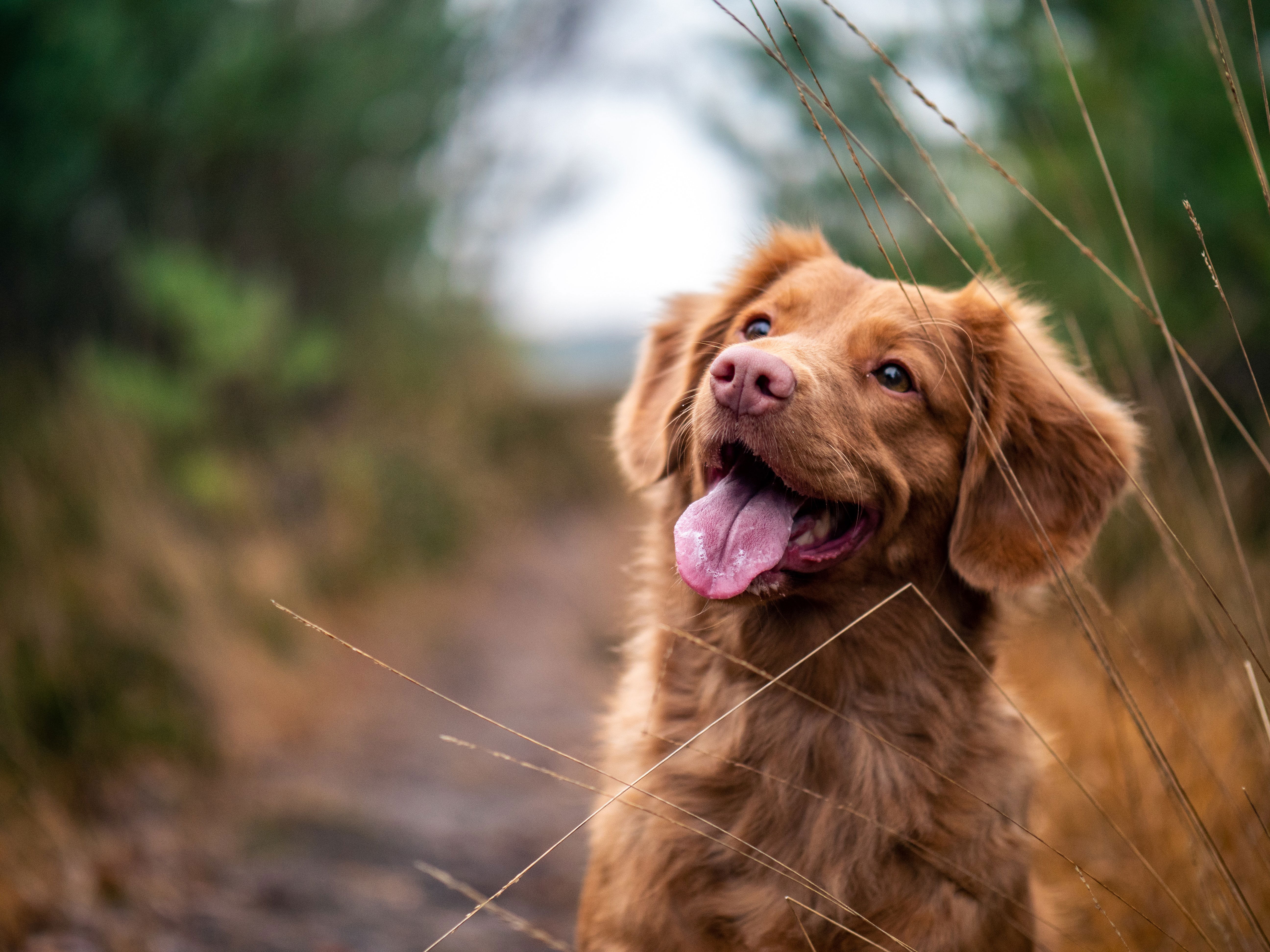 Assurance sante animaux compagnie