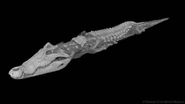 This crocodile mummy is almost four metres long (Credit: Trustees of the British Museum)