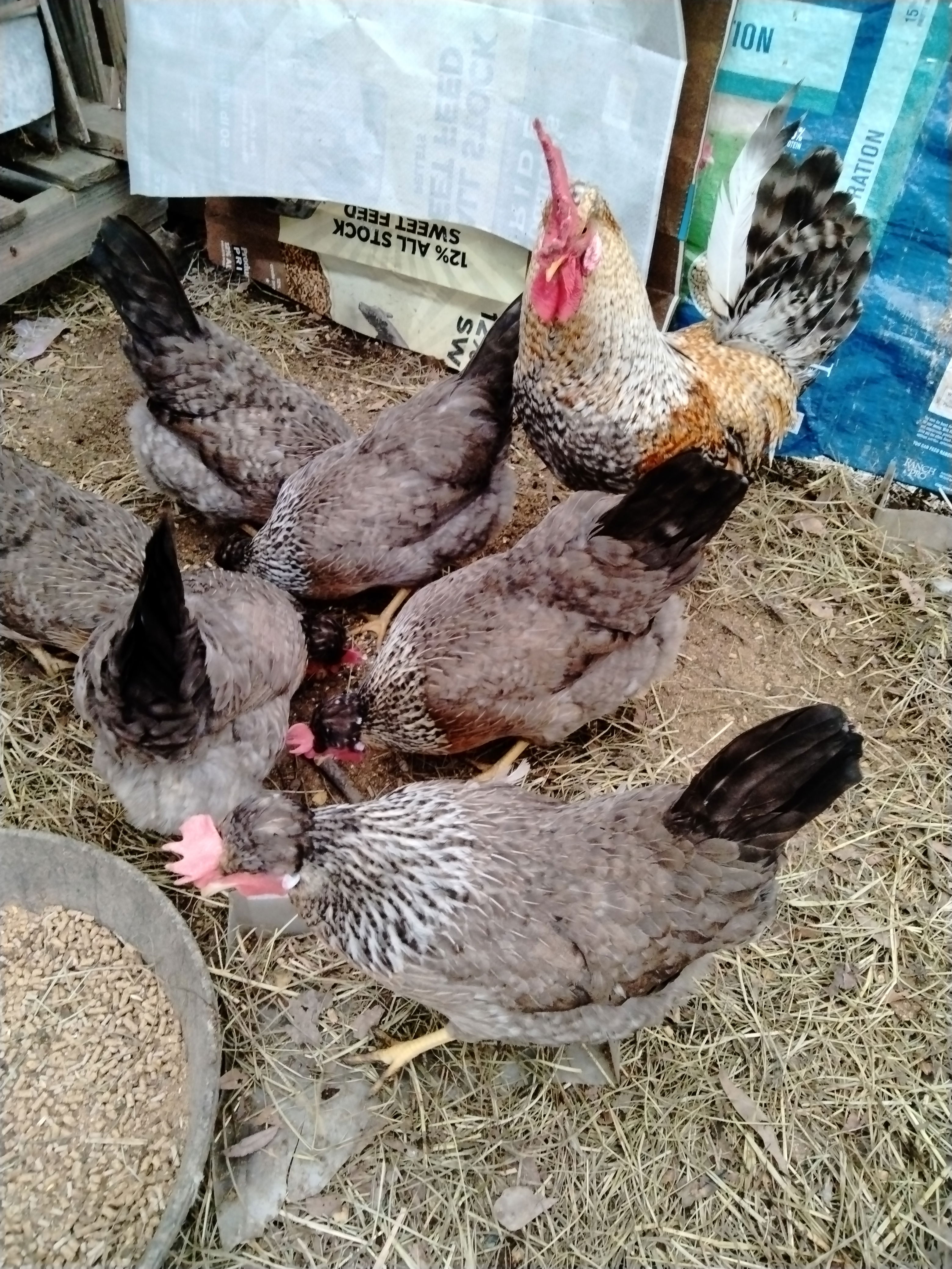 small backyard flock of legbars