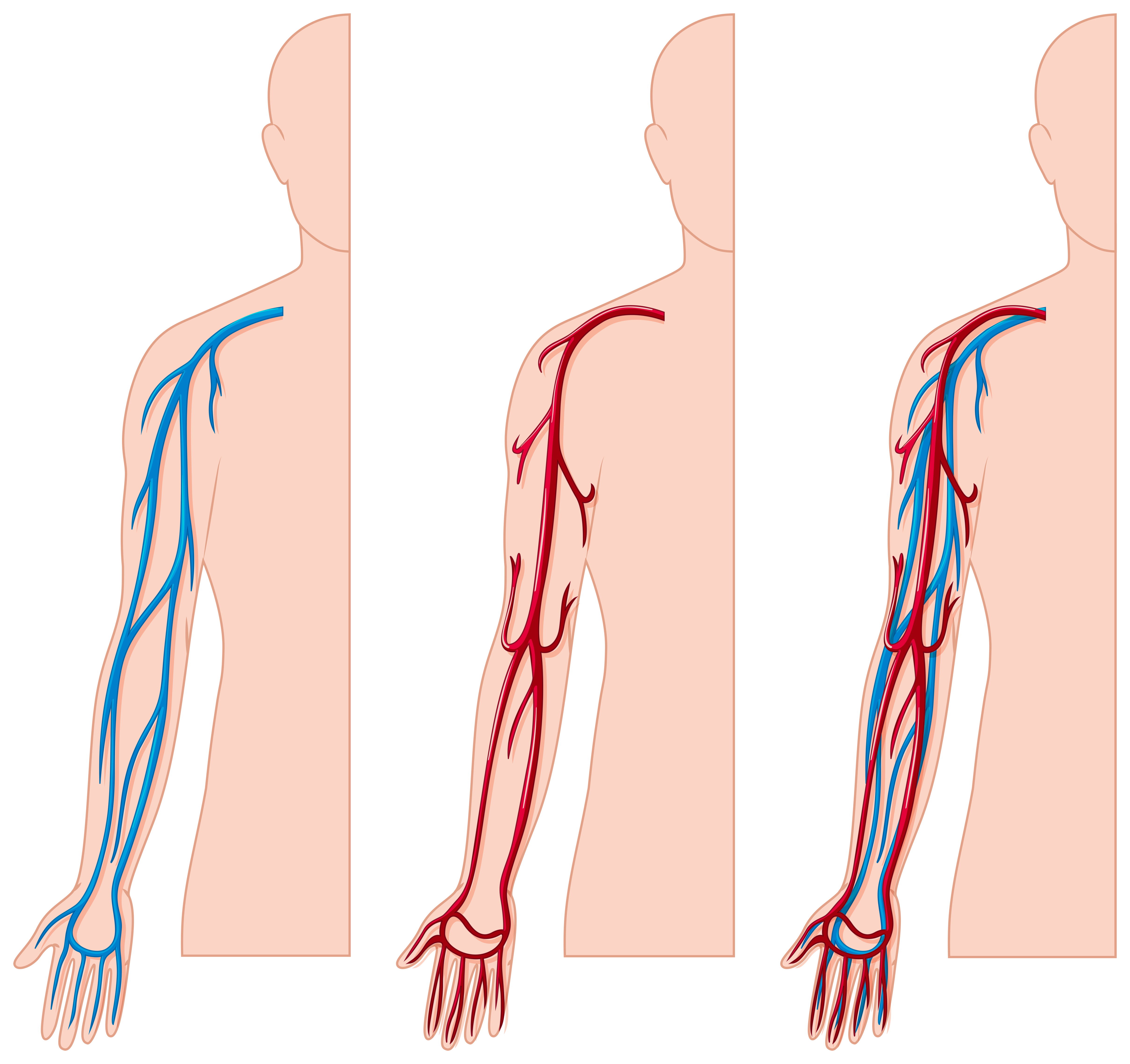 Viens and arteries