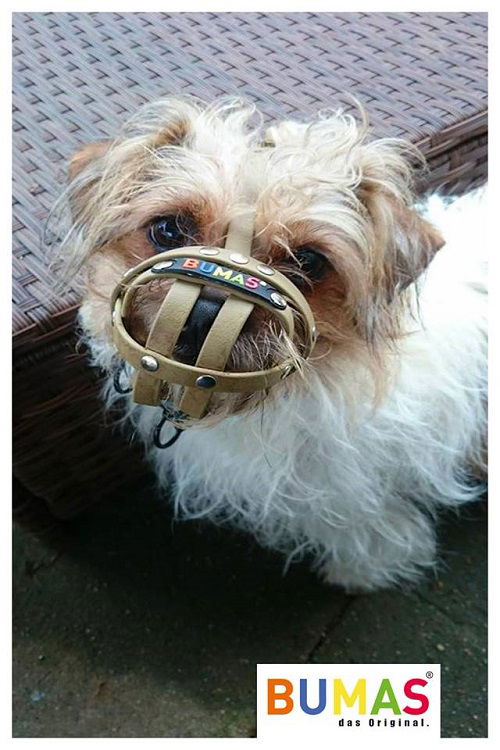 puppy muzzle