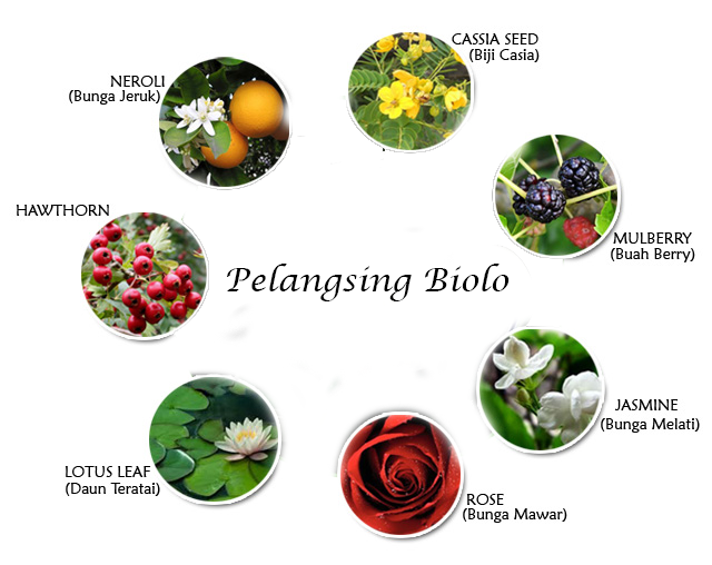 Pelangsing Biolo