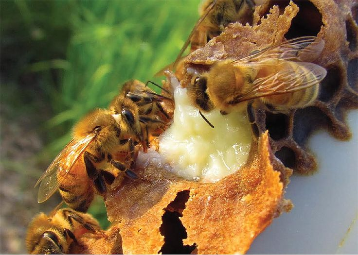 Royal Jelly Jafra